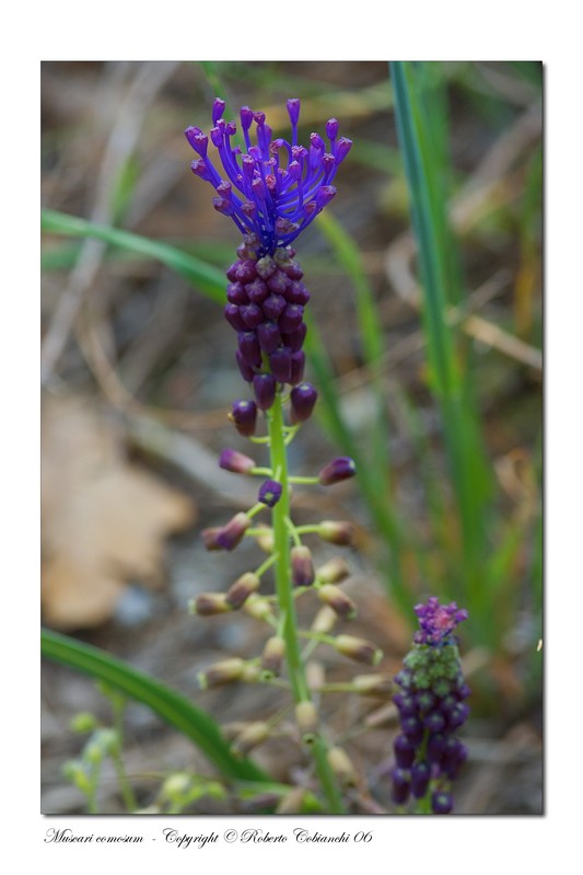 Fiori di primavera